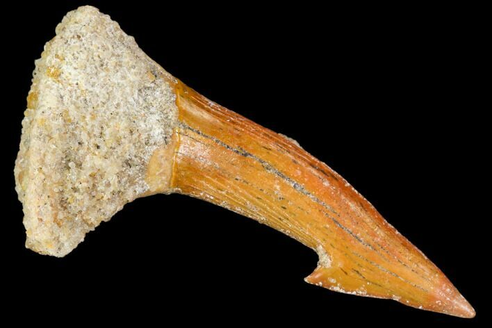 Fossil Sawfish (Onchopristis) Rostral Barb- Morocco #106432